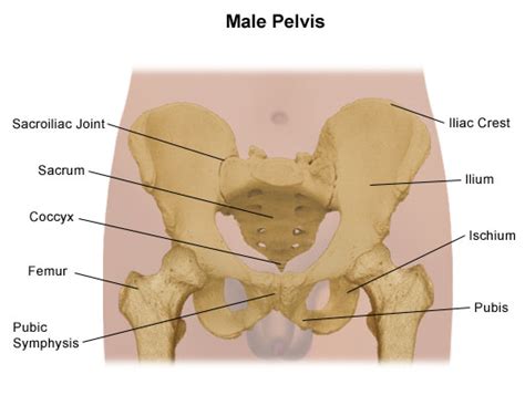 The groin is the area that lies between the abdomen (stomach) and thighs. Sacral vertebrae. Causes, symptoms, treatment Sacral vertebrae