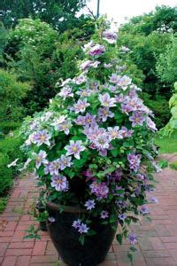 Hollandbulbfarms.com has been visited by 10k+ users in the past month besonders für Kübel und Gefäße geeignet - Friedrich M ...