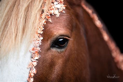 Blattgold Shooting Pferd By Vjfotografie Horses Animals Valerie