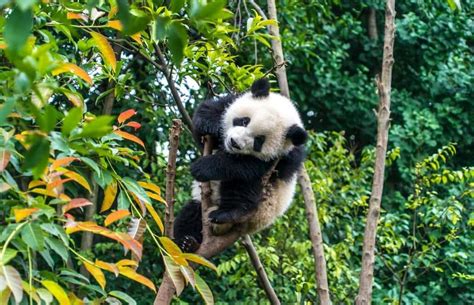 10 Facts About Pandas Chinas Most Famous Animal