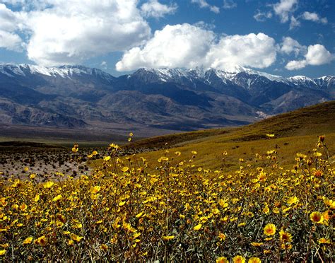 Only under perfect conditions does this desert fill with life. Rare "Super Bloom" Is Happening in Death Valley Right Now ...