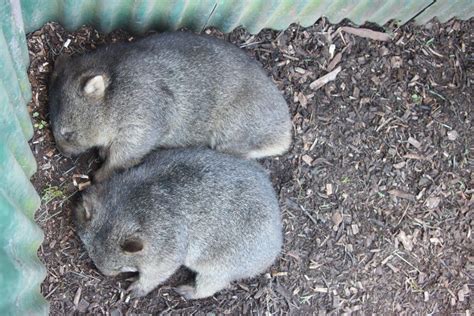 Sleepy Wombats Cute Little Animals Adorable Animals Animals For Kids