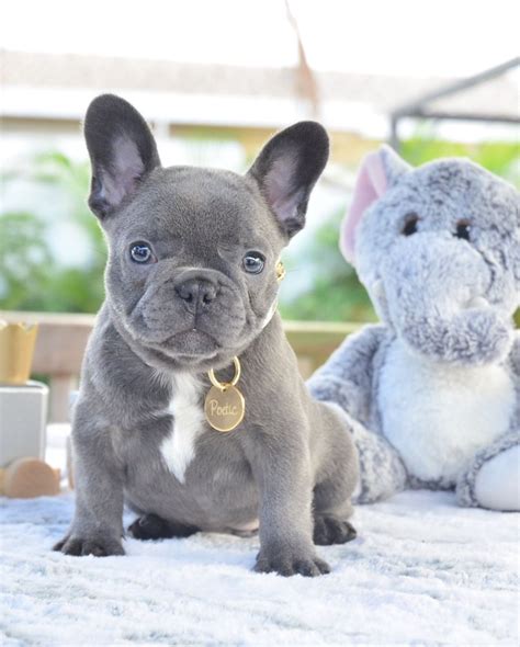 It is most widely believed that this breed began with the toy, or miniature, bulldog that came to france with the lace workers from nottingham during england's economic crisis. Pin by Jodi on ~Diva Pups~ | French bulldog puppies ...