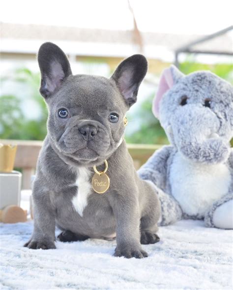 Frenchies, like many other breeds of dog, like to have a safe, confined space to retreat to. Lilac Merle French Bulldog For Sale Near Me - Animal Friends