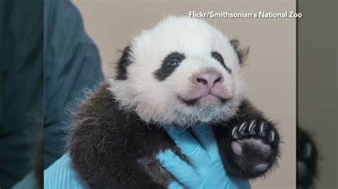 Worlds First Surviving Panda Triplets Very Healthy Cnn