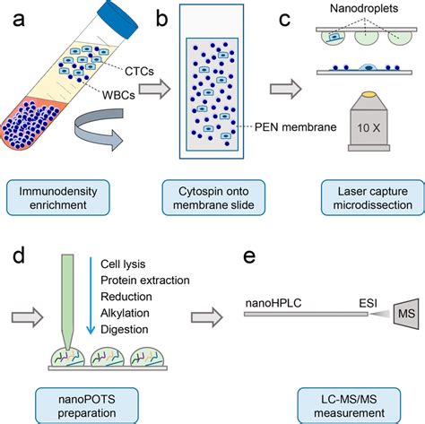 Workflow For Isolation And Proteomic Analysis Of Spiked Ctcs