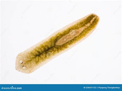 Planarian Parasite Flatworm Under Microscope Stock Image Image Of