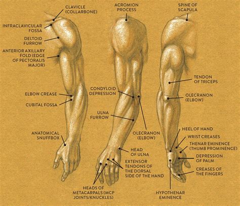 Arm Anatomy For Artists Human Anatomy Anatomy Anatomy Reference