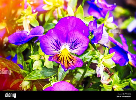 Flowers Viola Tricolor Pansy In Sunlight Stock Photo Alamy