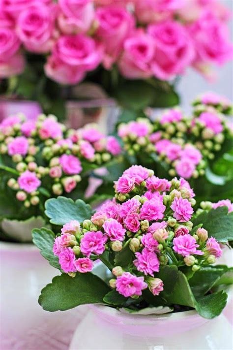Fizz Synergy Indoor Plant With Little Pink Flowers Beautiful Pink