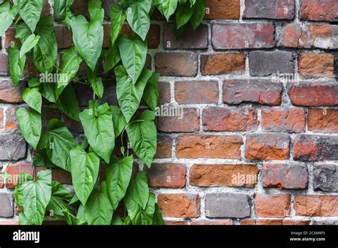 Climbing Plant Concrete Wall High Resolution Stock Photography And