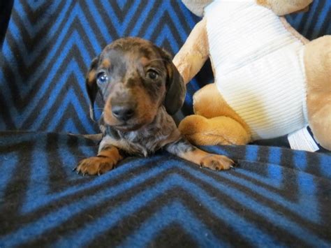 Browse thru our id verified puppy for sale listings to find your perfect puppy in your area. Dachshund puppy dog for sale in Hixton, Wisconsin