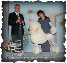standard poodle available, available mature female standard poodle, available cream female ...