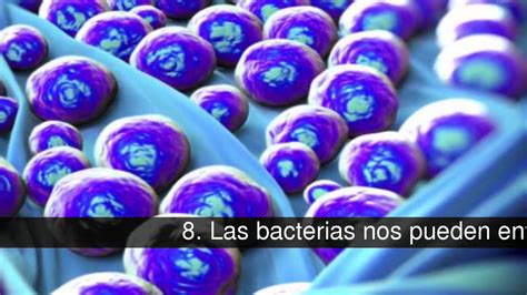 Curiosidades Sobre Las Bacterias Youtube