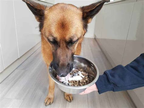 34 Human Foods German Shepherds Can Eat For A Healthy Dog World Of