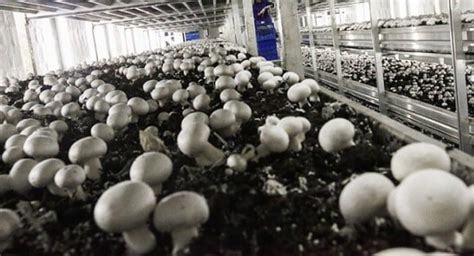 How To Start A Profitable Mushroom Farming Business Just Credible