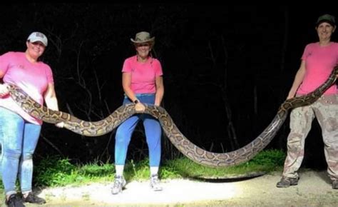 Female Python Hunters Are Next Level Tomi Lahren Outkick