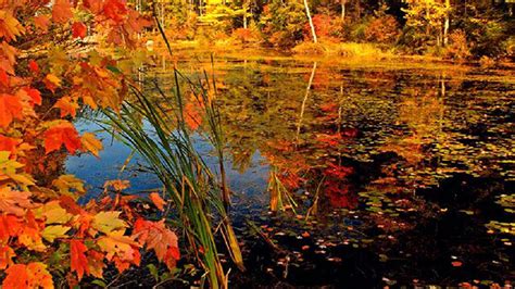 Pond Surrounded By Red Green Yellow Autumn Leaves Trees Reflection On