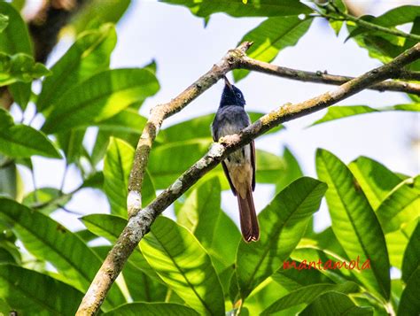 Manta Blog Birding At Singapore Botanic Garden