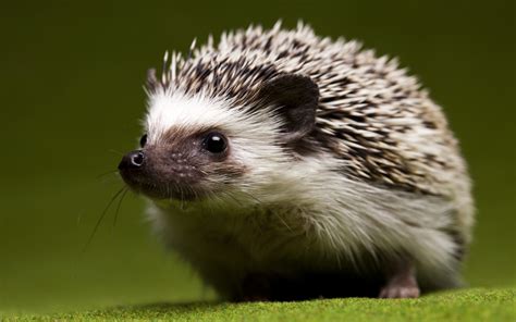 Hedgehog Hd Wallpaper Background Image 2560x1600 Id