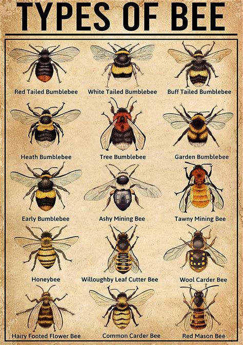 Types Of Bee Poster Bee Poster Etsy