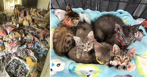 Almost 300 Cats Removed From Animal Hoard In Iowa Less Than 100 Still