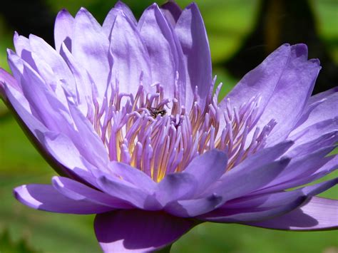 Water Lily Purple Water Lily Series From The Fashion Islan Flickr