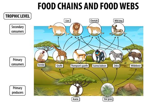 Education Poster Of Biology For Food Chains Diagram Vector Art