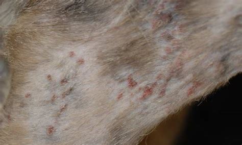 Skin Disease In Cats It Isnt Always What It Seems Clinicians Brief