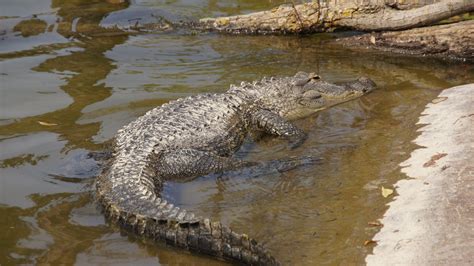 Crocodilians In American Zoos Zoochat