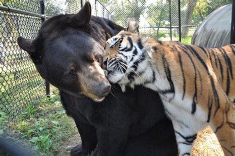 Bear Lion And Tiger Are Brothers And They Havent Left Each Others