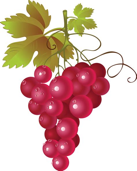 Grapes Vector Clipart Best