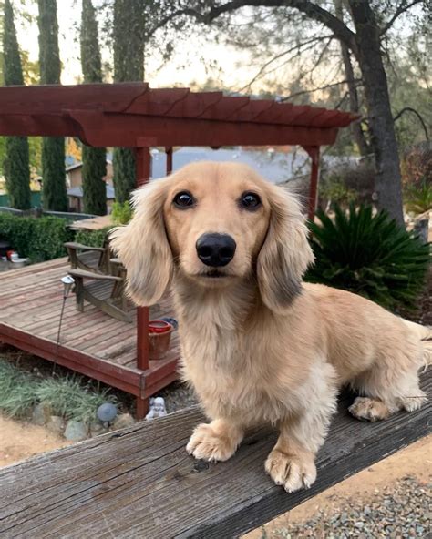Check spelling or type a new query. Long Haired Dachshund in 2020 | Dachshund breed, Long ...