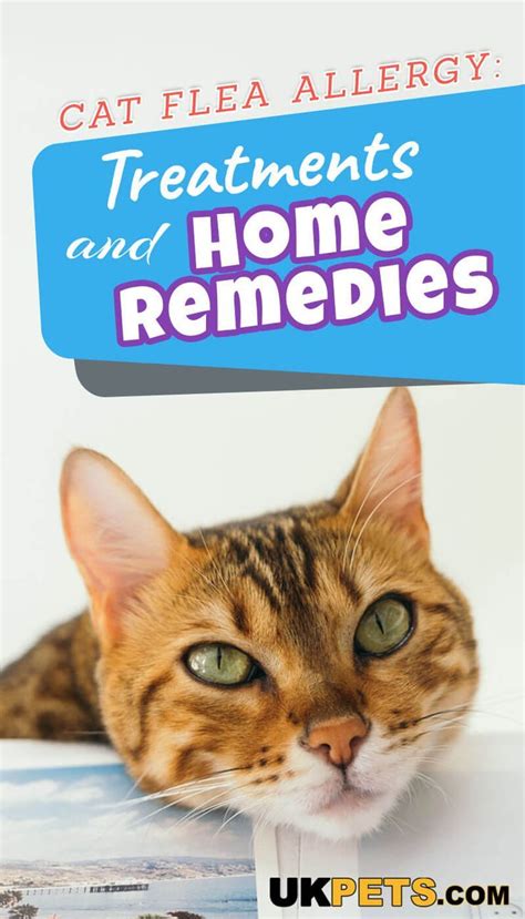 Cat Flea Allergy Home Remedy Qcatsc