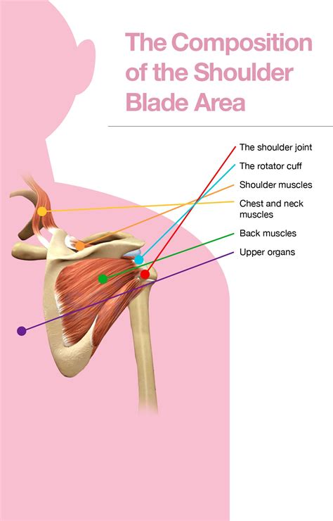 Anatomy Of Shoulder Blade