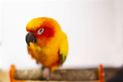260 Sick Parakeet Stock Photos Pictures And Royalty Free Images Istock
