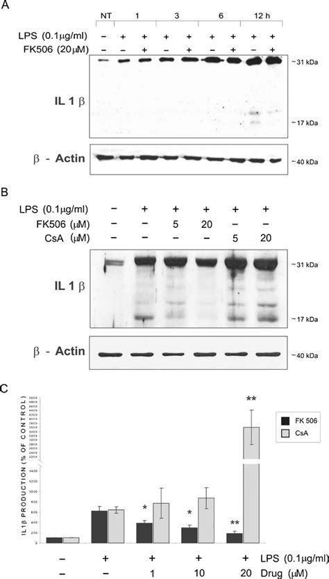 Fk506 Reduces Lps Induced Production Of Il 1β By Microglial Cells A