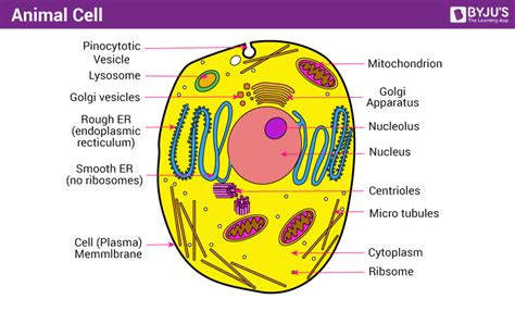 Unlike the eukaryotic cells of plants and fungi, animal cells do not have a cell wall. Animal Cell - Structure, Function and Types of Animal Cell