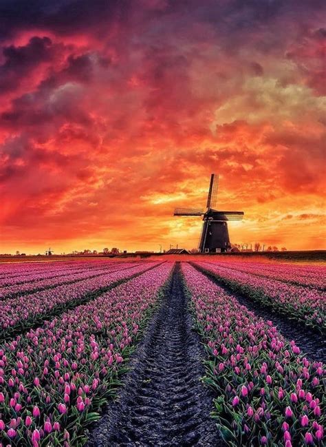 Sunset Over The Tulip Field Lisse Netherlands Paesaggi Bei
