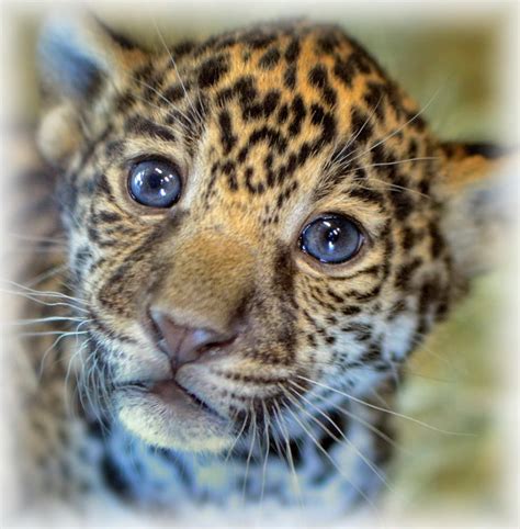 Wide variety of exotic animals for sale (jaguar cub for sale) jaguar cubs. baby jaguar pictures - Google Search | Animals beautiful ...