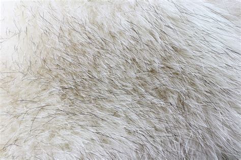 Soft Fur Texture 1 Free Stock Photo Public Domain Pictures