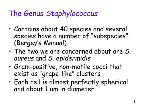 Ppt The Genus Staphylococcus Powerpoint Presentation Free Download