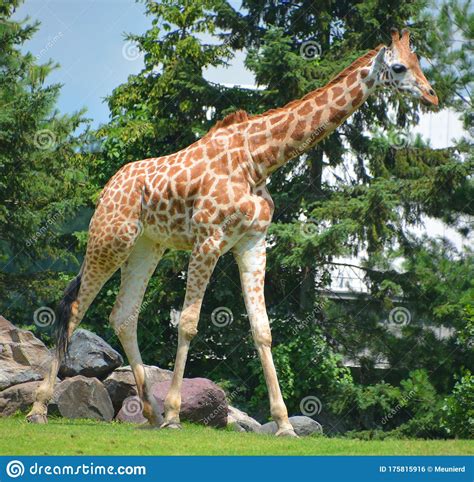 The Giraffe Giraffa Camelopardalis Is An African Even Toed Ungulate