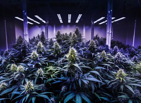 How To Grow Weed Indoors 8 Easy Steps