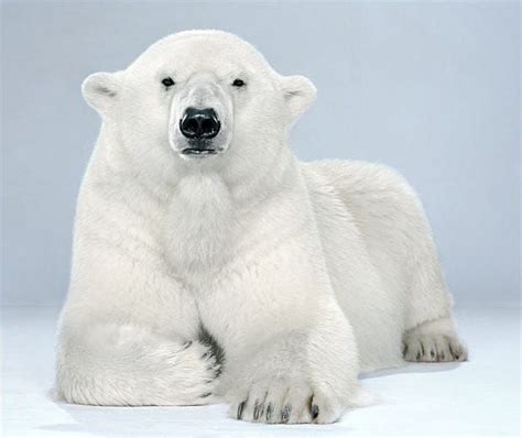 Bear Portraits By Jill Greenberg Jill Greenberg Bear Polar Bear