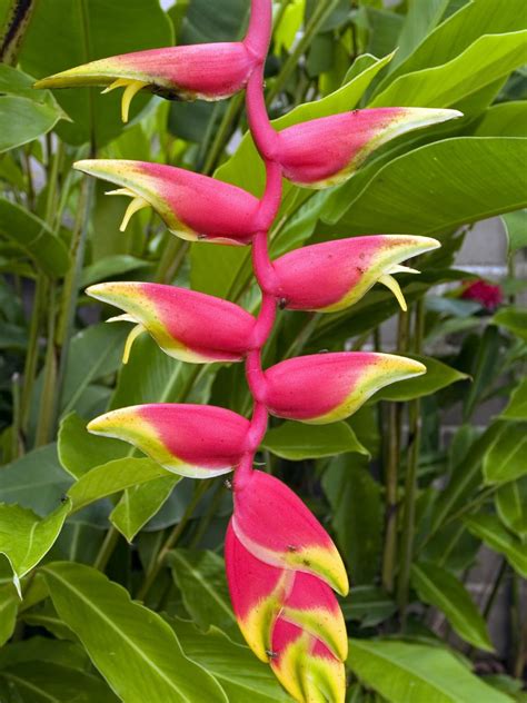 Sumptuous Tropical Flowers Outdoors And Garden Plants Tropical