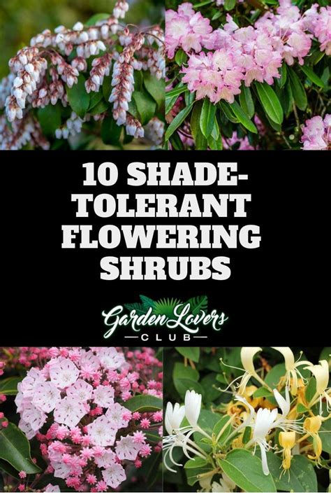 Understory evergreen shrub with glossy leaves, small pinkish white flowers in spring with red berries in fall. 10 Shade-Tolerant Flowering Shrubs | Flowering shrubs for ...