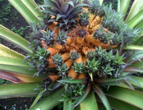Tanaman hias buah bisa dijadikan pilihan bagi anda yang tidak hanya ingin membuat pekarangan menjadi lebih indah, namun juga bisa mencicipi buahnya. 6 Tanaman Hias Buah Rekomendasi Kami