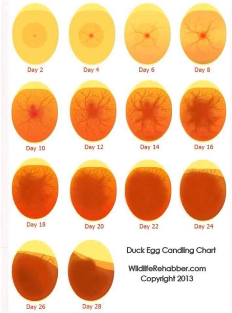 Muscovy Duck Egg Candling Chart Farming Duck Eggs Chickens