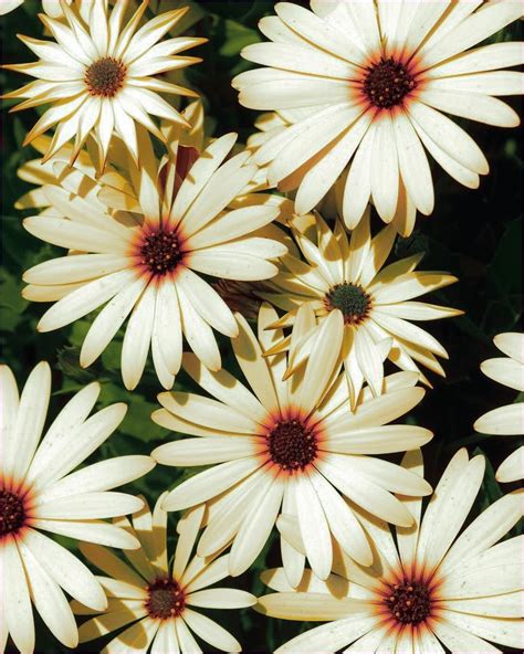 African Daisies The Undeniable Beauty Of Africa Travel Yourself